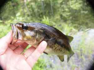 Largemouth Bass 8