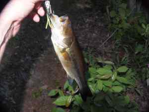 Largemouth Bass 6