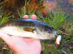 Largemouth Bass 4