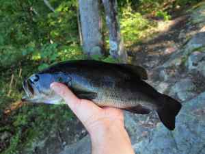 Largemouth Bass 2