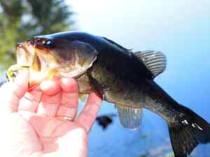 Largemouth Bass 5