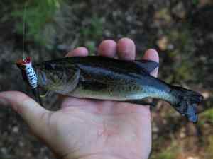 Largemouth Bass 3