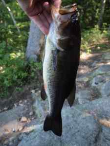 Largemouth Bass