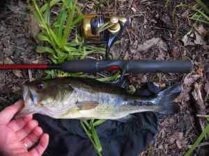 Largemouth Bass 10