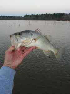 Lake Tholocco Bass