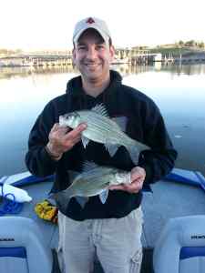 White bass