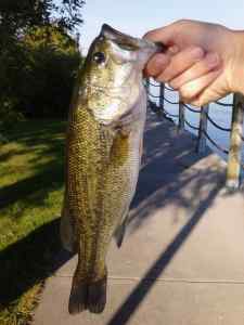 largemouth bass boat dock