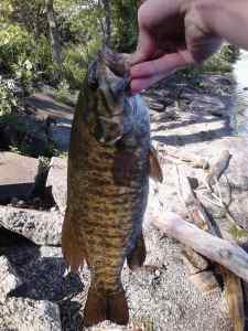 Smallmouth bass