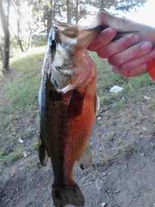 Bridge largemouth