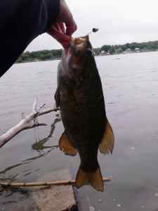 Smallmouth bass