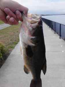 Largemouth Bass