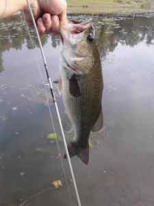 Largemouth Bass