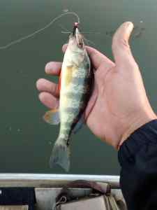 yellow perch