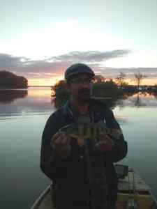 yellow perch