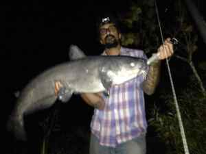 Potomac River blue catfish.