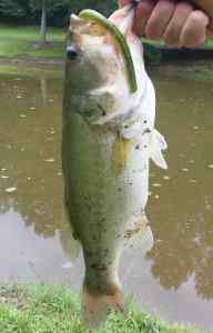 largemouth