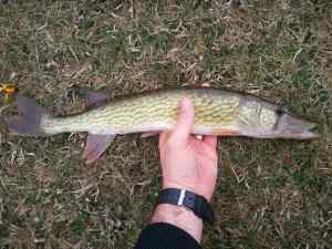 Chain Pickerel