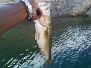 Releasing a big bass back into the water