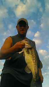 Sept Frog Bass