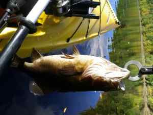 Day on theAndroscoggin Fishing for Smallies