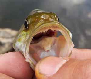 sharp teeth smallie