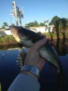 Canal Largemouth2