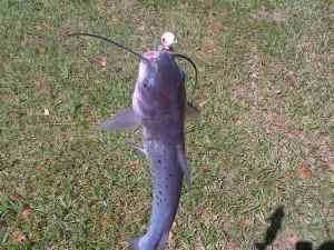 Catfish caught On Jig