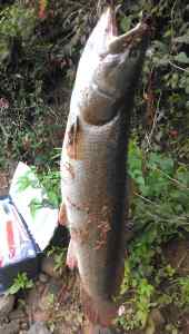 6 Lb Bowfin, Haw River