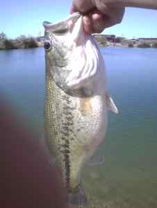 Big bassy