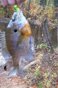 Nov. 3, 2013   Lake Tuckahoe (4)