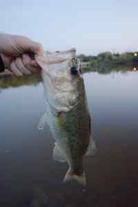 Largemouth on UNT Pond (Denton, Tx)