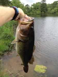 Spring fed 5 pounder