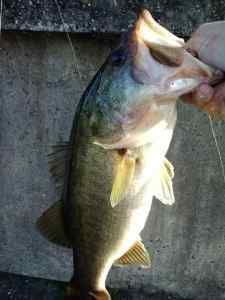 bass2