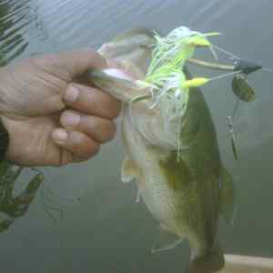 Ski - Blade Spinner Bait Caught 4 lb bass!