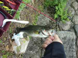 bass #1