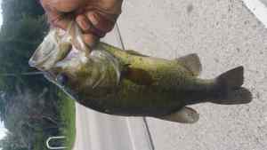 spring bass in July