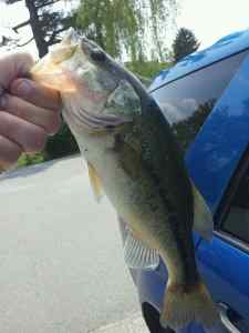 bass #2