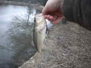 My first bass of 2014