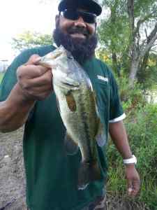 Largemouth Bass