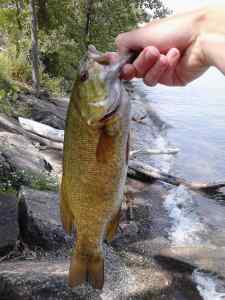 Bronze Smallie