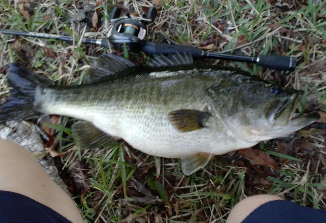 Jacksonville, Fl Small Lakes - Page 5 - Southeast Bass Fishing - Bass Fishing Forums