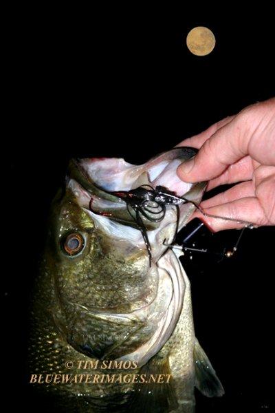 https://www.bassresource.com/bass-fishing-forums/uploads/monthly_04_2011/post-10214-130162886181.jpg