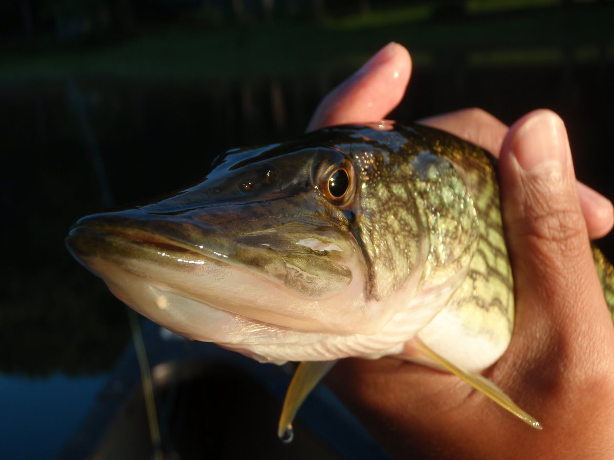 chain-pickerel-do-you-eat-them-other-fish-species-bass-fishing