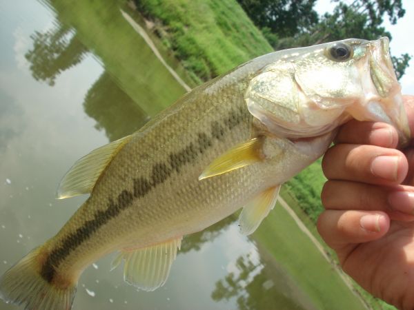 Deformed Bass - General Bass Fishing Forum - Bass Fishing Forums