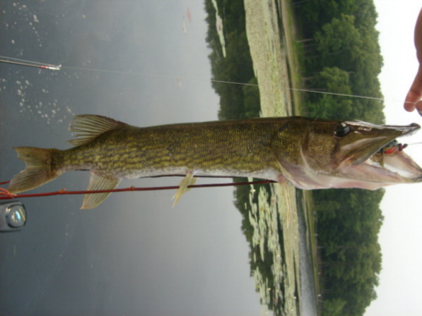 chain-pickerel-do-you-eat-them-other-fish-species-bass-fishing