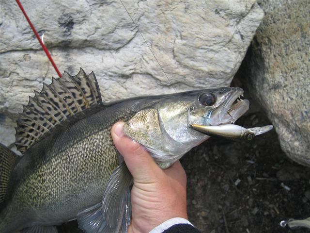 walleye crank baits - Fishing Tackle - Bass Fishing Forums