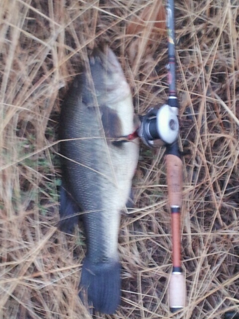 My first baitcaster. Abu blackmax and a Berkley lightening rod 7” :  r/Fishing_Gear