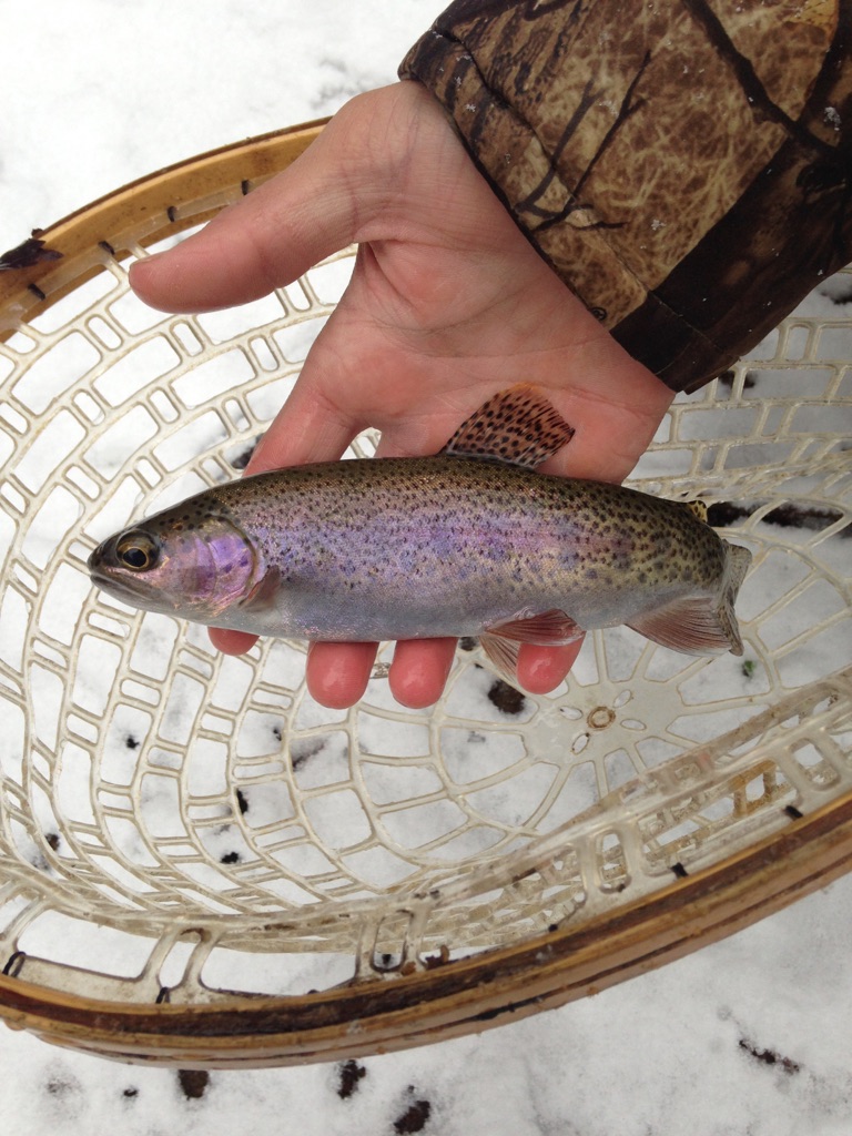 Thanksgiving Morning Trout