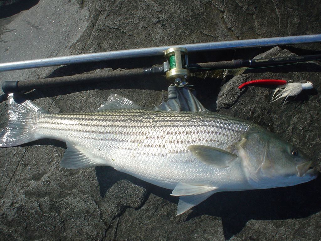New Canadian Record Striper  Striped Bass Fishing Forums Forum