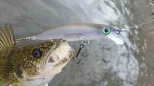 Potomac River walleye